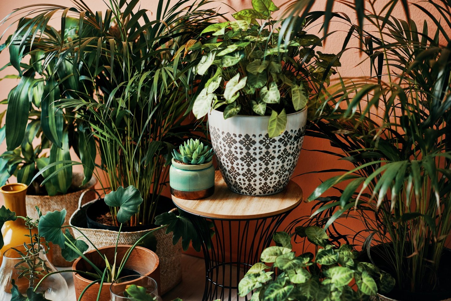 A lively arrangement of houseplants growing in decorative vases.