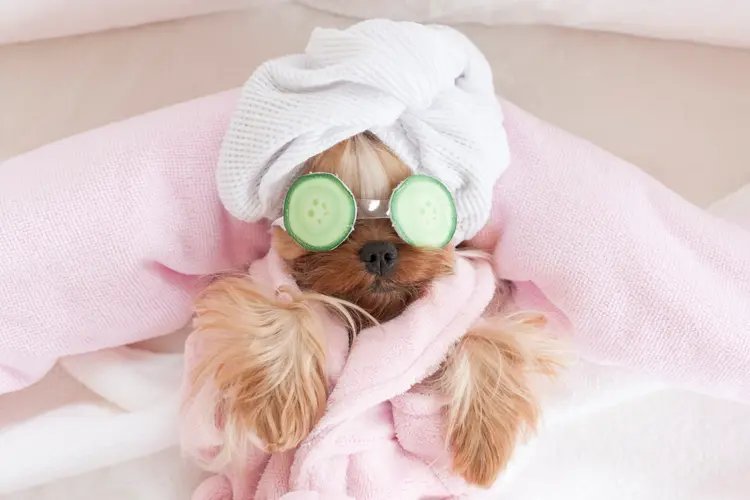 A Yorkshire terrier rests on its back in bath robes with cucumbers over its eyes and a towel wrapped around its head.